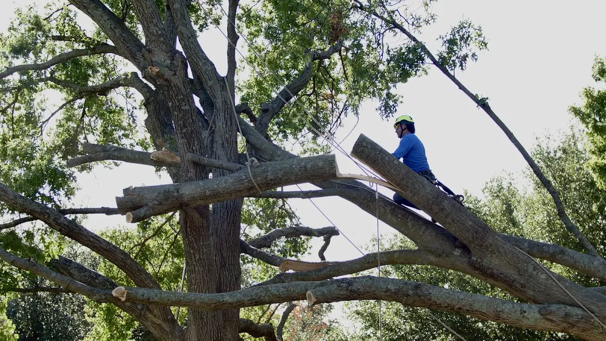 Professional Hazardous Tree Removal performed by certified arborists in Brookston