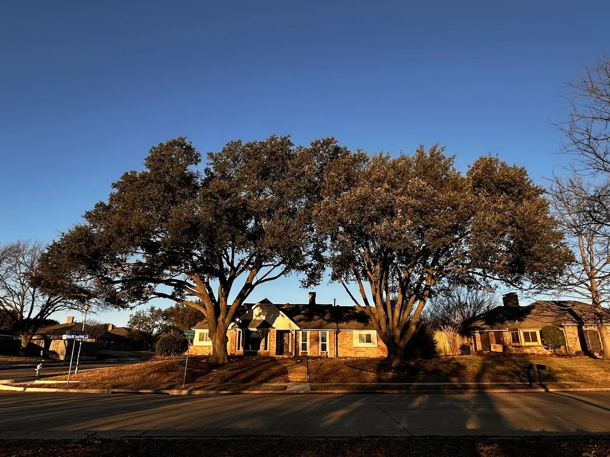 Established residential canopy tree shading a home in Brookston